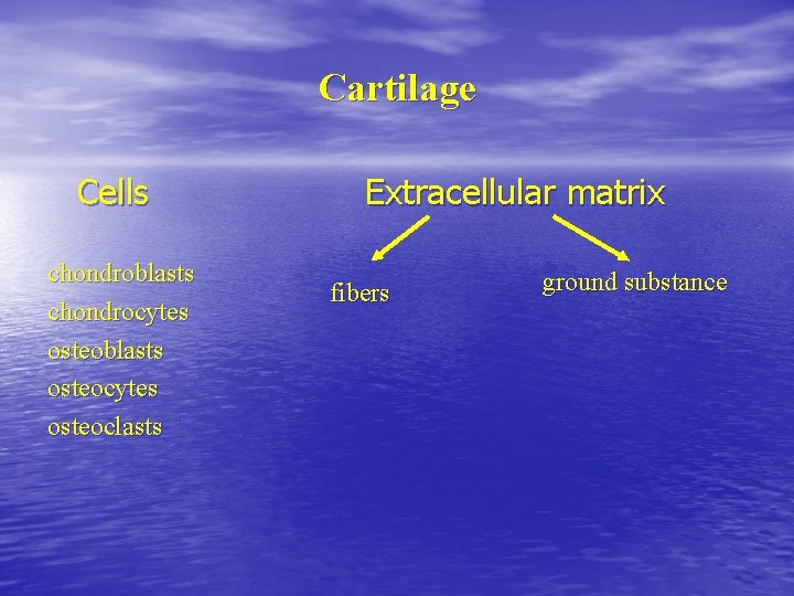Cartilage Cells chondroblasts chondrocytes osteoblasts osteocytes osteoclasts Extracellular matrix fibers ground substance 