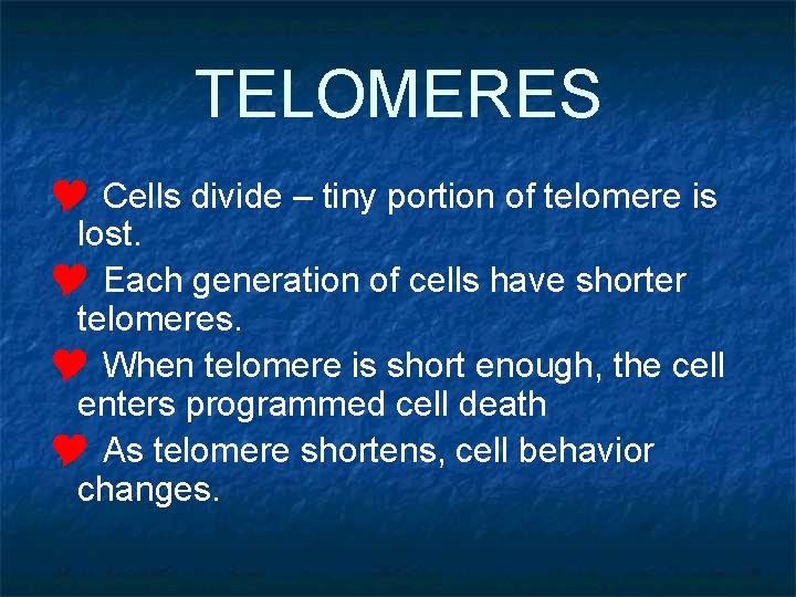 TELOMERES Y Cells divide – tiny portion of telomere is lost. Y Each generation