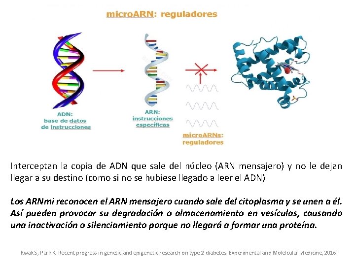 Interceptan la copia de ADN que sale del núcleo (ARN mensajero) y no le