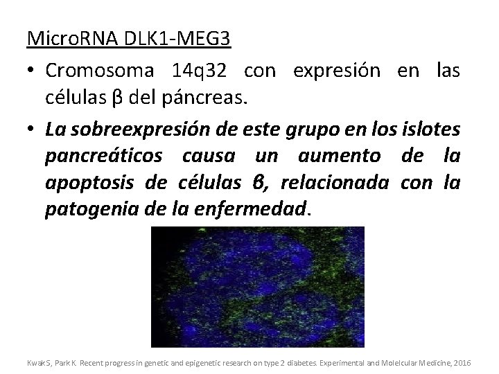 Micro. RNA DLK 1 -MEG 3 • Cromosoma 14 q 32 con expresión en