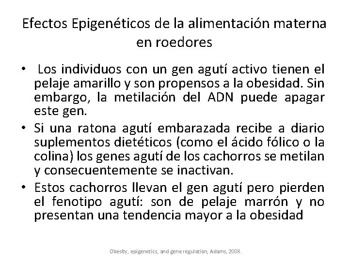 Efectos Epigenéticos de la alimentación materna en roedores • Los individuos con un gen