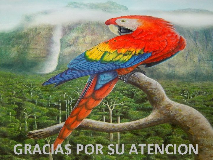 GRACIAS POR SU ATENCION 
