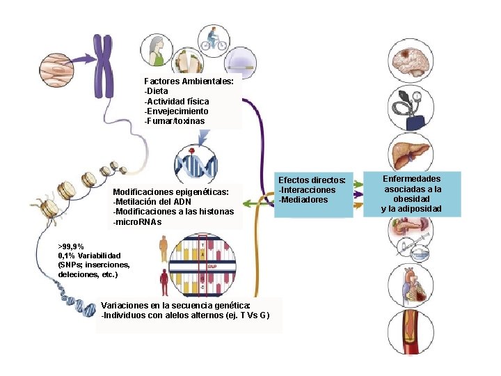 Modificaciones epigenéticas: -Metilación del ADN -Modificaciones a las histonas -micro. RNAs >99, 9% 0,