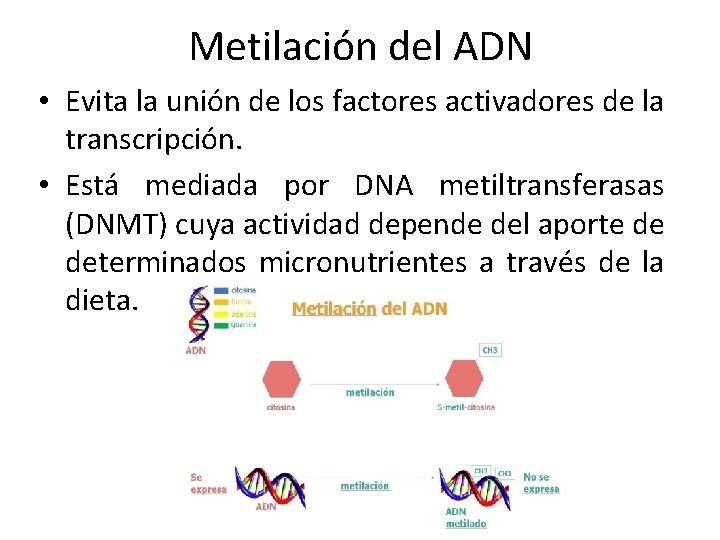 EPIGENETICA Y DIABETES Dra Mara Fernanda Duarte de