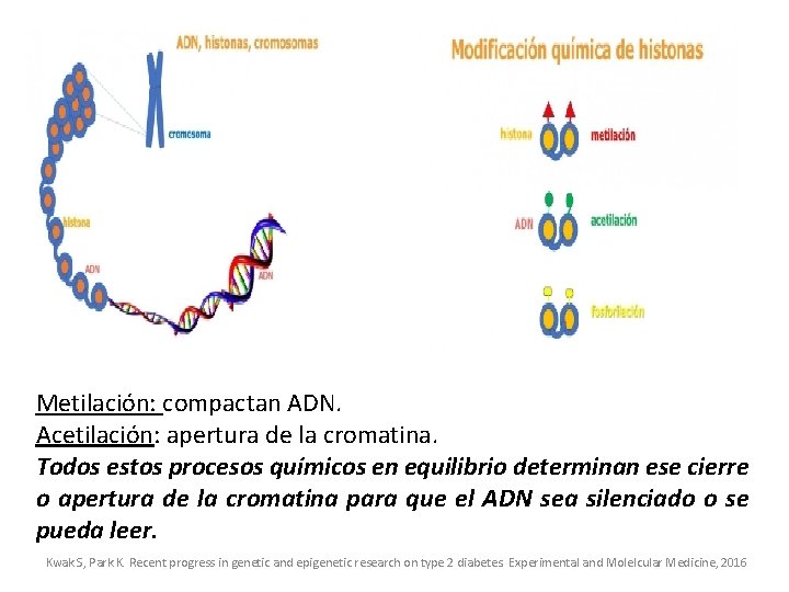 Metilación: compactan ADN. Acetilación: apertura de la cromatina. Todos estos procesos químicos en equilibrio