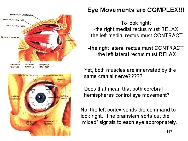 Eye Movements are COMPLEX!!! To look right: -the right medial rectus must RELAX -the