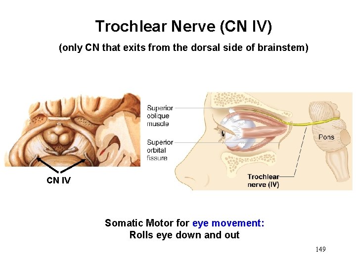 Trochlear Nerve (CN IV) (only CN that exits from the dorsal side of brainstem)