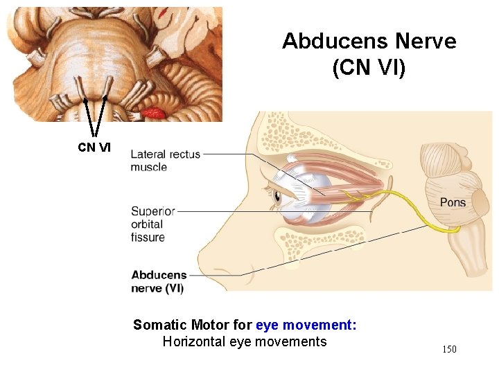 Abducens Nerve (CN VI) CN VI Somatic Motor for eye movement: Horizontal eye movements