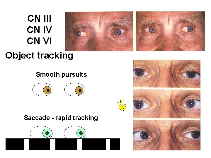 CN III CN IV CN VI Object tracking Smooth pursuits Saccade - rapid tracking