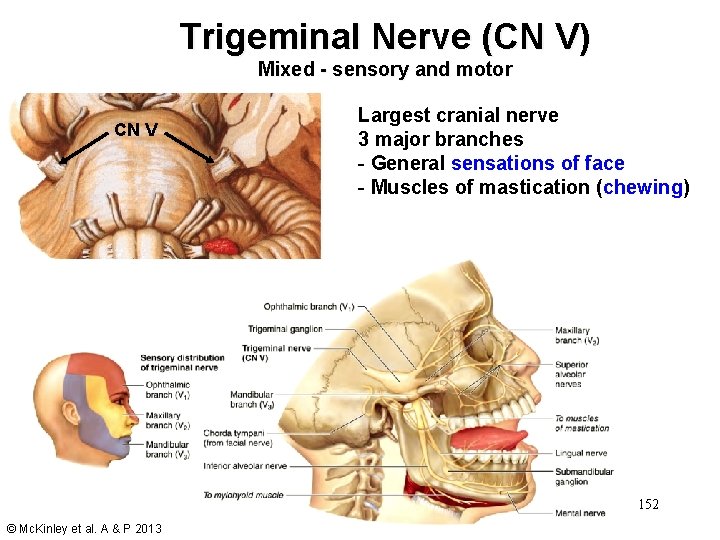 Trigeminal Nerve (CN V) Mixed - sensory and motor CN V Largest cranial nerve