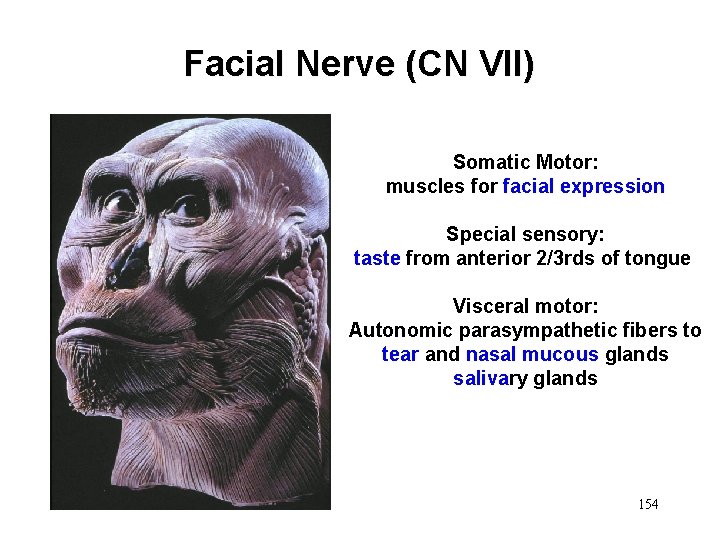 Facial Nerve (CN VII) Somatic Motor: muscles for facial expression Special sensory: taste from