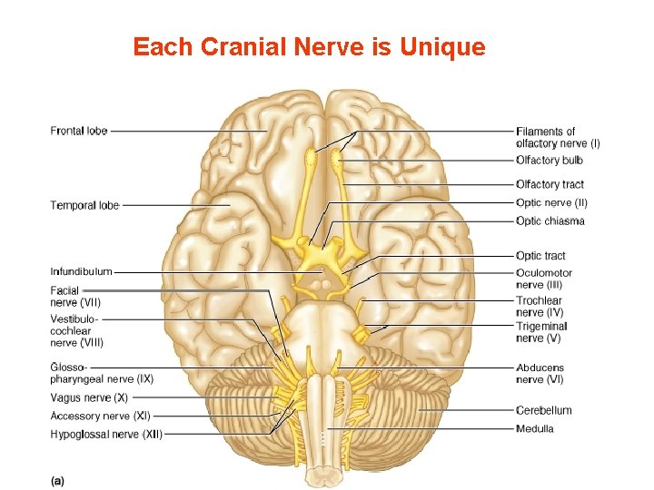 Each Cranial Nerve is Unique 139 