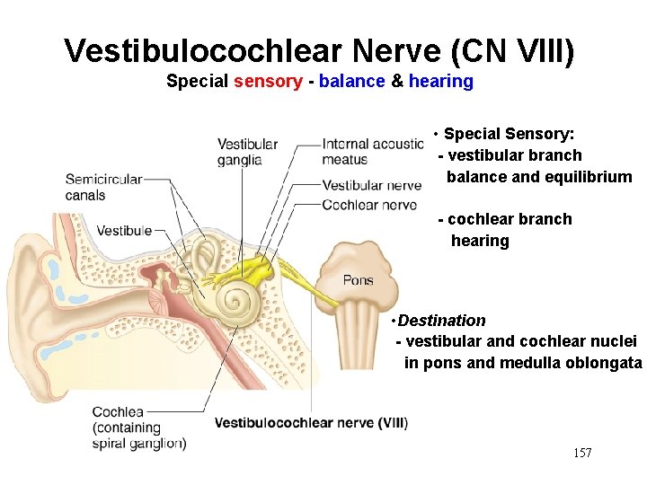 Vestibulocochlear Nerve (CN VIII) Special sensory - balance & hearing • Special Sensory: -