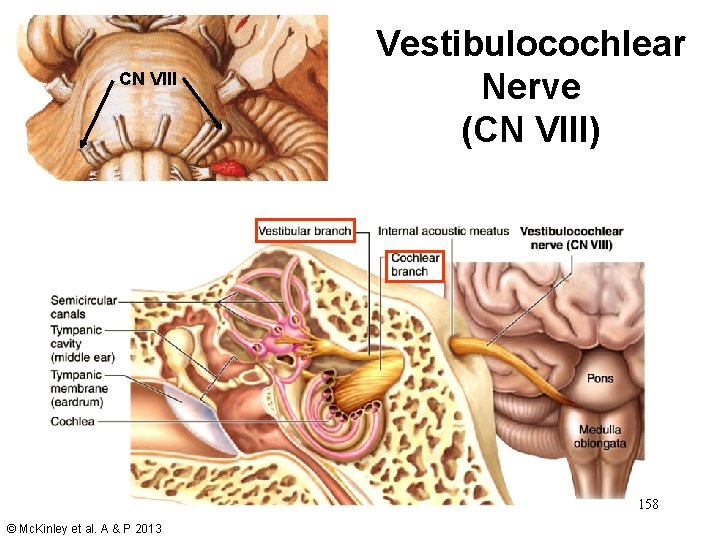 CN VIII Vestibulocochlear Nerve (CN VIII) 158 © Mc. Kinley et al. A &