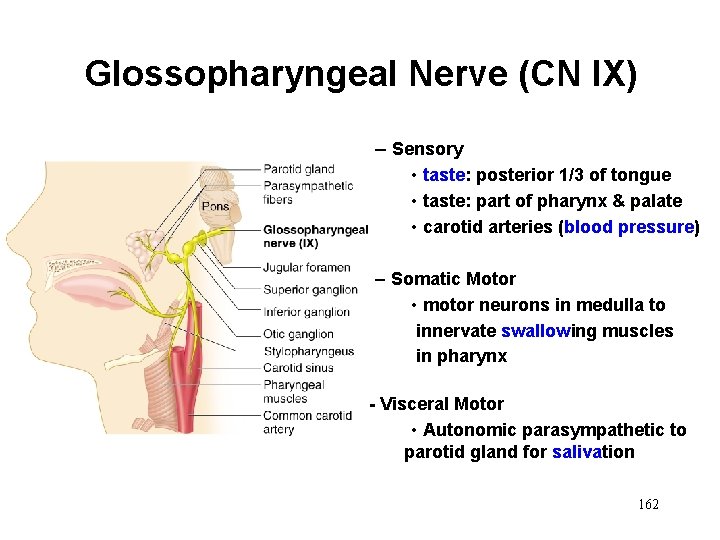 Glossopharyngeal Nerve (CN IX) – Sensory • taste: posterior 1/3 of tongue • taste: