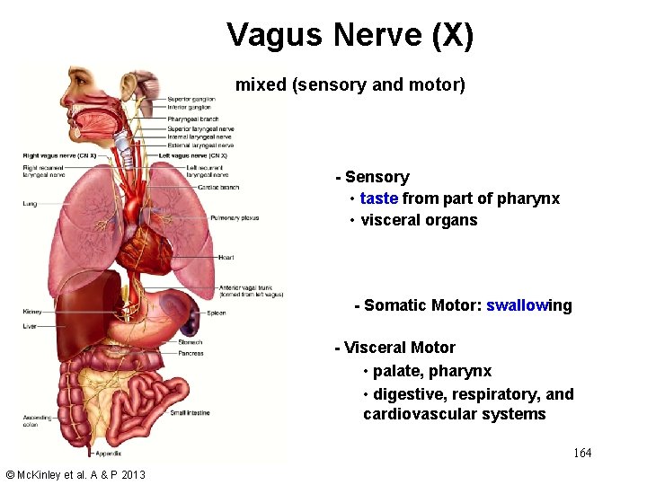 Vagus Nerve (X) mixed (sensory and motor) - Sensory • taste from part of
