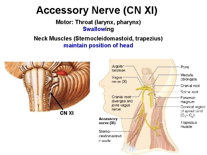 Accessory Nerve (CN XI) Motor: Throat (larynx, pharynx) Swallowing Neck Muscles (Sternocleidomastoid, trapezius) maintain