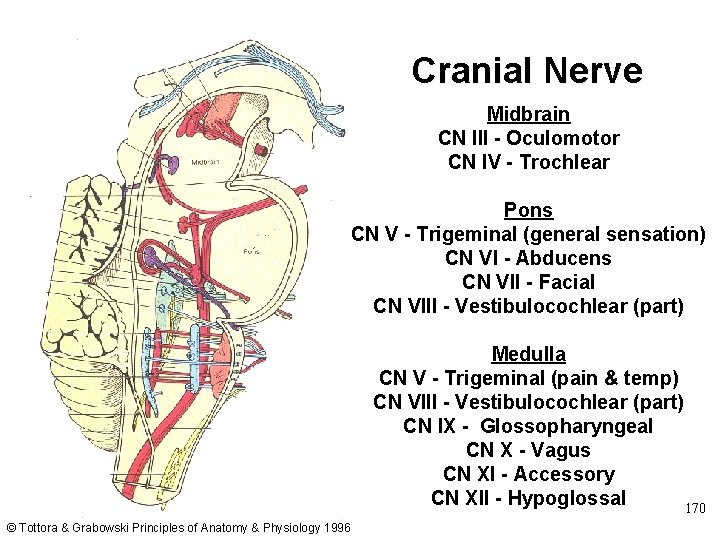 Cranial Nerve Midbrain CN III - Oculomotor CN IV - Trochlear Pons CN V
