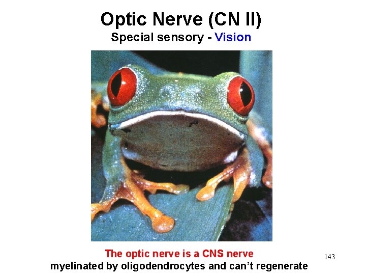 Optic Nerve (CN II) Special sensory - Vision The optic nerve is a CNS