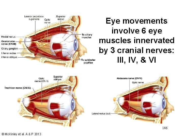 Eye movements involve 6 eye muscles innervated by 3 cranial nerves: III, IV, &
