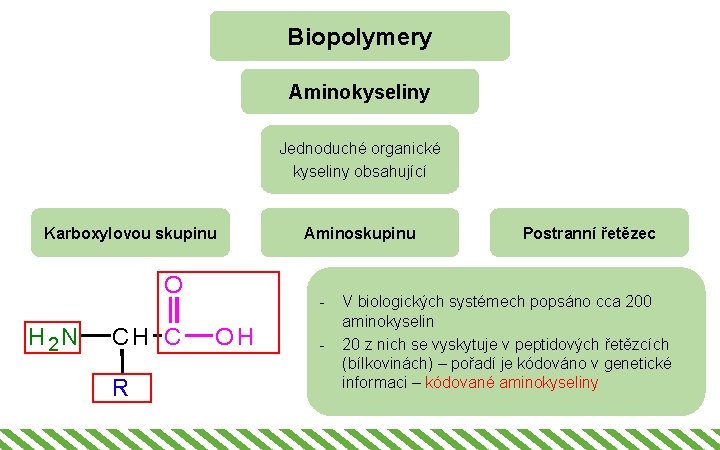 Biopolymery Aminokyseliny Jednoduché organické kyseliny obsahující Karboxylovou skupinu O H 2 N CH C