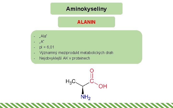 Aminokyseliny ALANIN - „Ala“ „A“ p. I = 6, 01 Významný meziprodukt metabolických drah