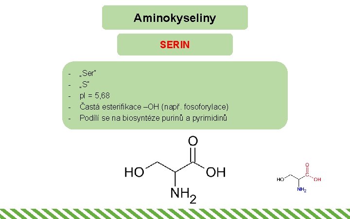 Aminokyseliny SERIN - „Ser“ „S“ p. I = 5, 68 Častá esterifikace –OH (např.