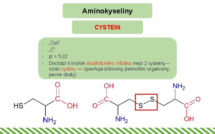 Aminokyseliny CYSTEIN - „Cys“ „C“ p. I = 5, 02 Dochází k tvorbě disulfidického