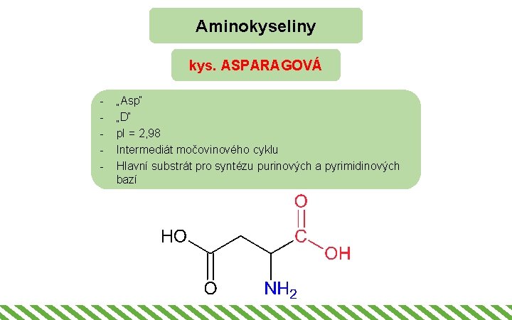 Aminokyseliny kys. ASPARAGOVÁ - „Asp“ „D“ p. I = 2, 98 Intermediát močovinového cyklu