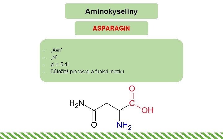 Aminokyseliny ASPARAGIN - „Asn“ „N“ p. I = 5, 41 Důležitá pro vývoj a