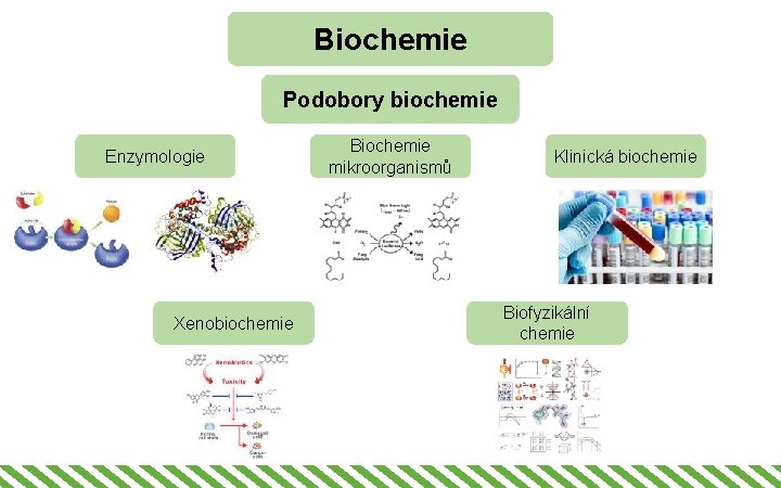 Biochemie Podobory biochemie Enzymologie Xenobiochemie Biochemie mikroorganismů Klinická biochemie Biofyzikální chemie 