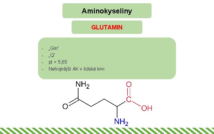 Aminokyseliny GLUTAMIN - „Gln“ „Q“ p. I = 5, 65 Nehojnější AK v lidské