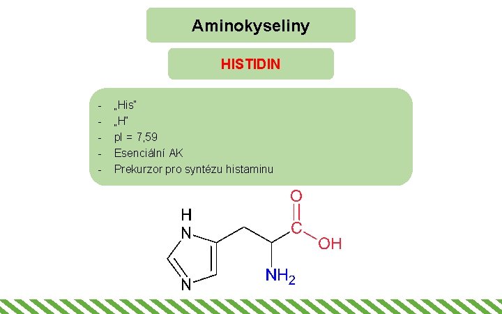 Aminokyseliny HISTIDIN - „His“ „H“ p. I = 7, 59 Esenciální AK Prekurzor pro