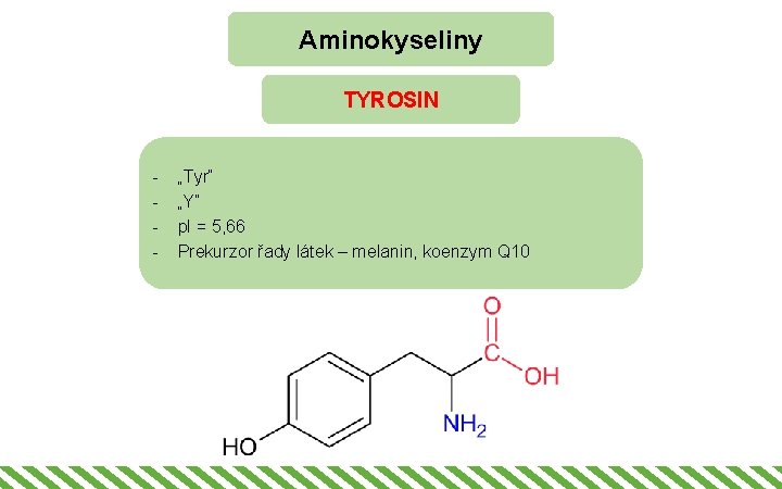 Aminokyseliny TYROSIN - „Tyr“ „Y“ p. I = 5, 66 Prekurzor řady látek –