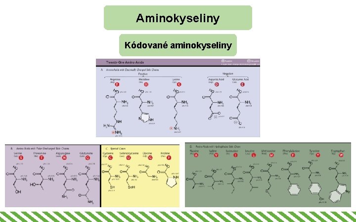 Aminokyseliny Kódované aminokyseliny 