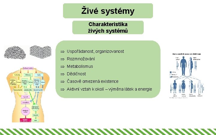 Živé systémy Charakteristika živých systémů Þ Uspořádanost, organizovanost Þ Rozmnožování Þ Metabolismus Þ Dědičnost