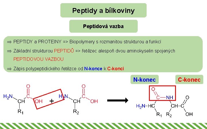 Peptidy a bílkoviny Peptidová vazba Þ PEPTIDY a PROTEINY => Biopolymery s rozmanitou strukturou