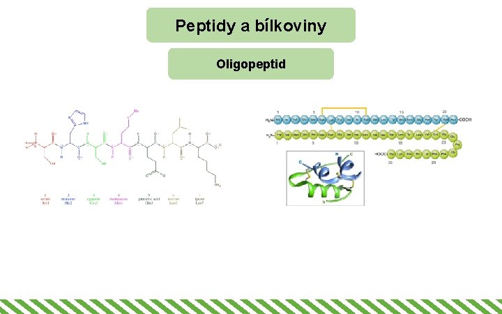 Peptidy a bílkoviny Oligopeptid 