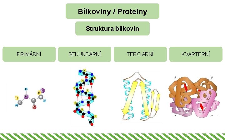 Bílkoviny / Proteiny Struktura bílkovin PRIMÁRNÍ SEKUNDÁRNÍ TERCIÁRNÍ KVARTERNÍ 