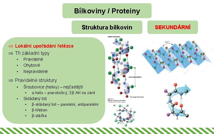 Bílkoviny / Proteiny Struktura bílkovin Þ Lokální upořádání řetězce Þ Tři základní typy •