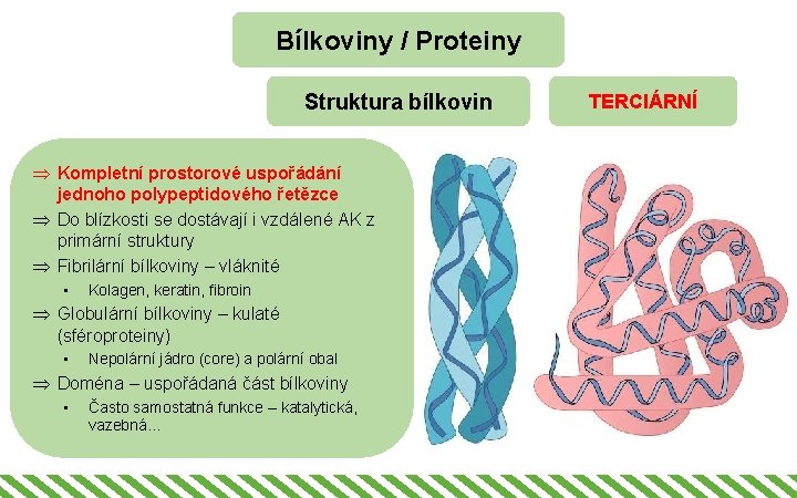Bílkoviny / Proteiny Struktura bílkovin Þ Kompletní prostorové uspořádání jednoho polypeptidového řetězce Þ Do