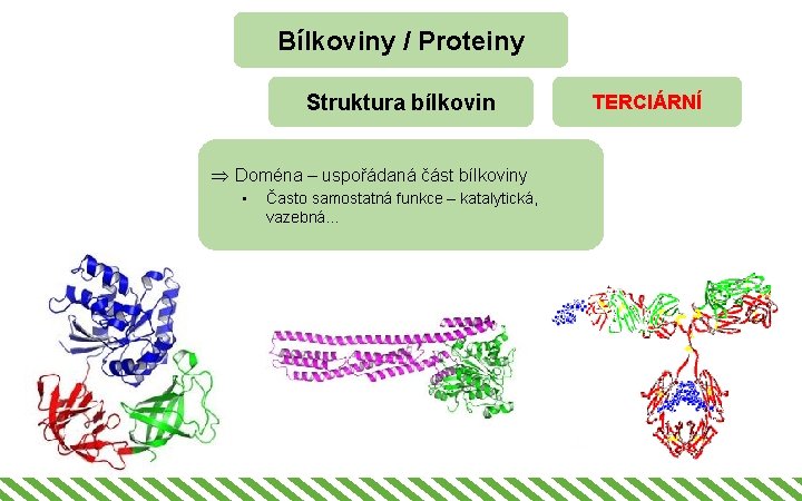Bílkoviny / Proteiny Struktura bílkovin Þ Doména – uspořádaná část bílkoviny • Často samostatná