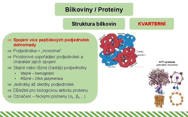 Bílkoviny / Proteiny Struktura bílkovin Þ Spojení více peptidových podjednotek dohromady Þ Podjednotka =