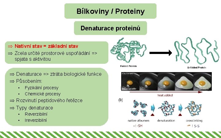 Bílkoviny / Proteiny Denaturace proteinů Þ Nativní stav = základní stav Þ Zcela určité