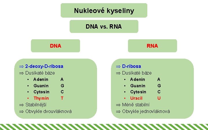 Nukleové kyseliny DNA vs. RNA DNA RNA Þ 2 -deoxy-D-ribosa Þ Dusíkaté báze Þ