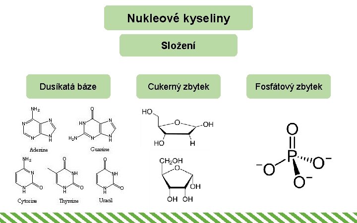 Nukleové kyseliny Složení Dusíkatá báze Cukerný zbytek Fosfátový zbytek 