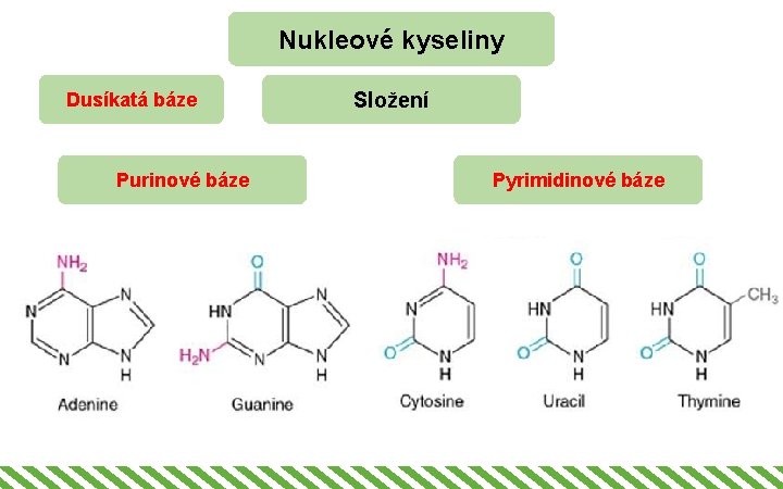 Nukleové kyseliny Dusíkatá báze Purinové báze Složení Pyrimidinové báze 