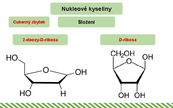 Nukleové kyseliny Cukerný zbytek 2 -deoxy-D-ribosa Složení D-ribosa 