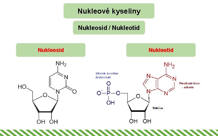 Nukleové kyseliny Nukleosid / Nukleotid Nukleosid Nukleotid 