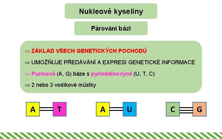 Nukleové kyseliny Párování bází Þ ZÁKLAD VŠECH GENETICKÝCH POCHODŮ Þ UMOŽŇUJE PŘEDÁVÁNÍ A EXPRESI